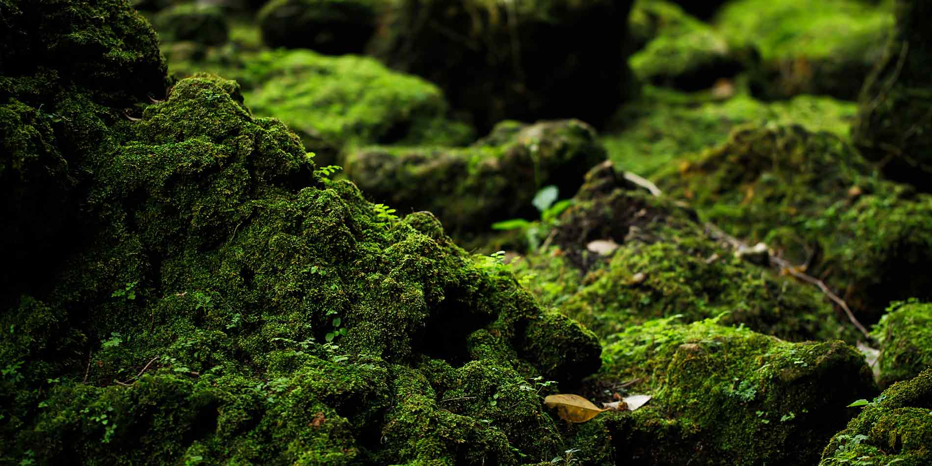 Moosiger Boden im Wald