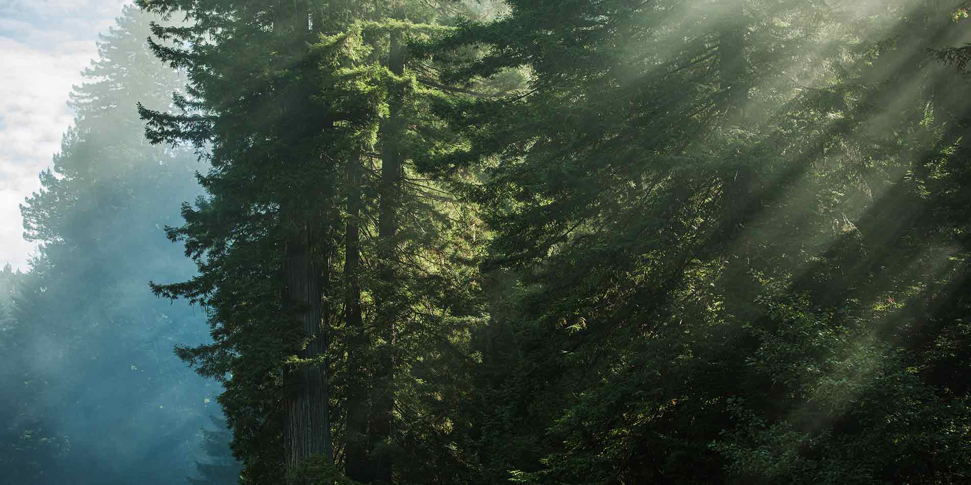 Bäume im Wald 