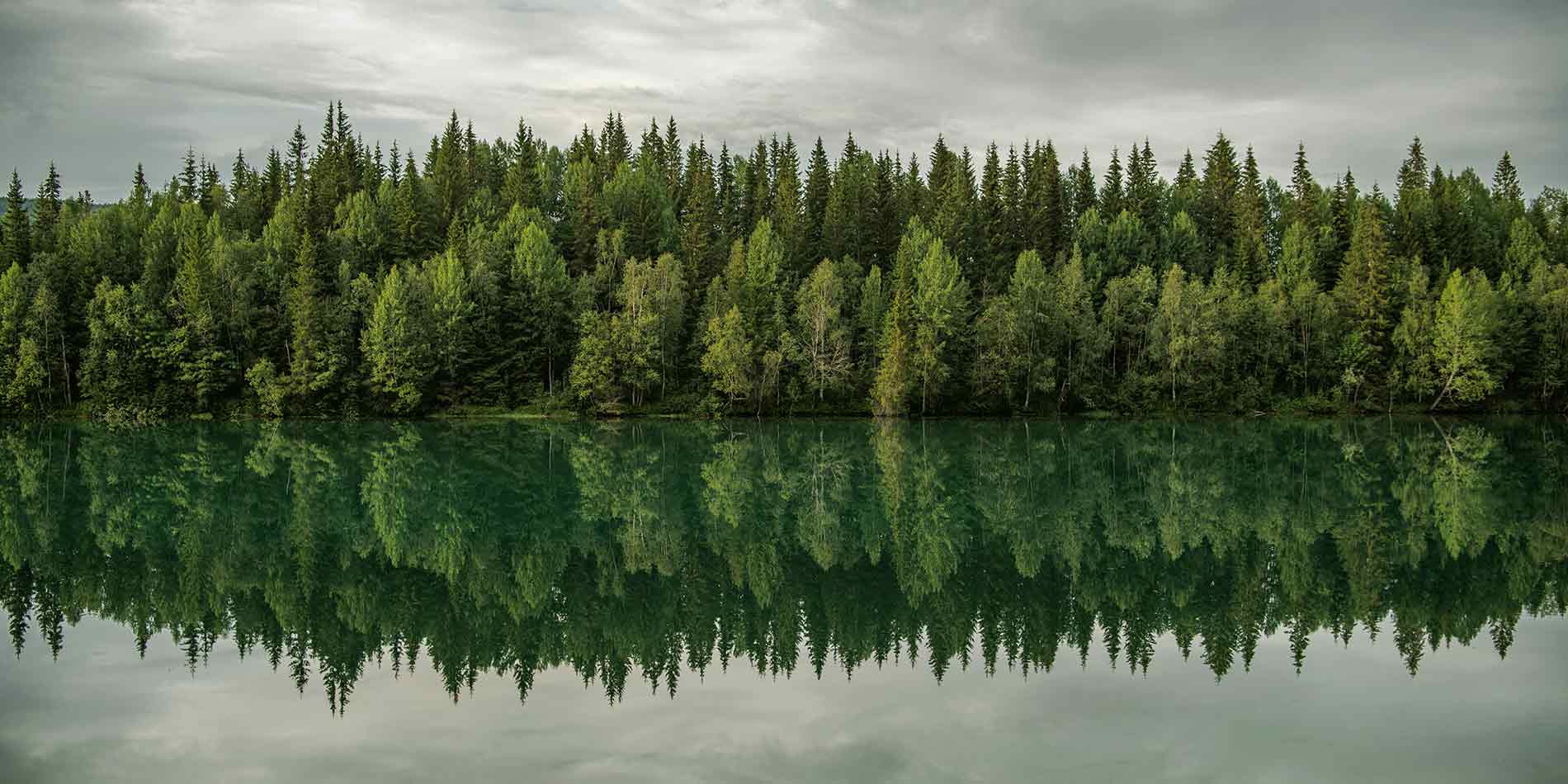 See im Wald bei düsteren Wetter