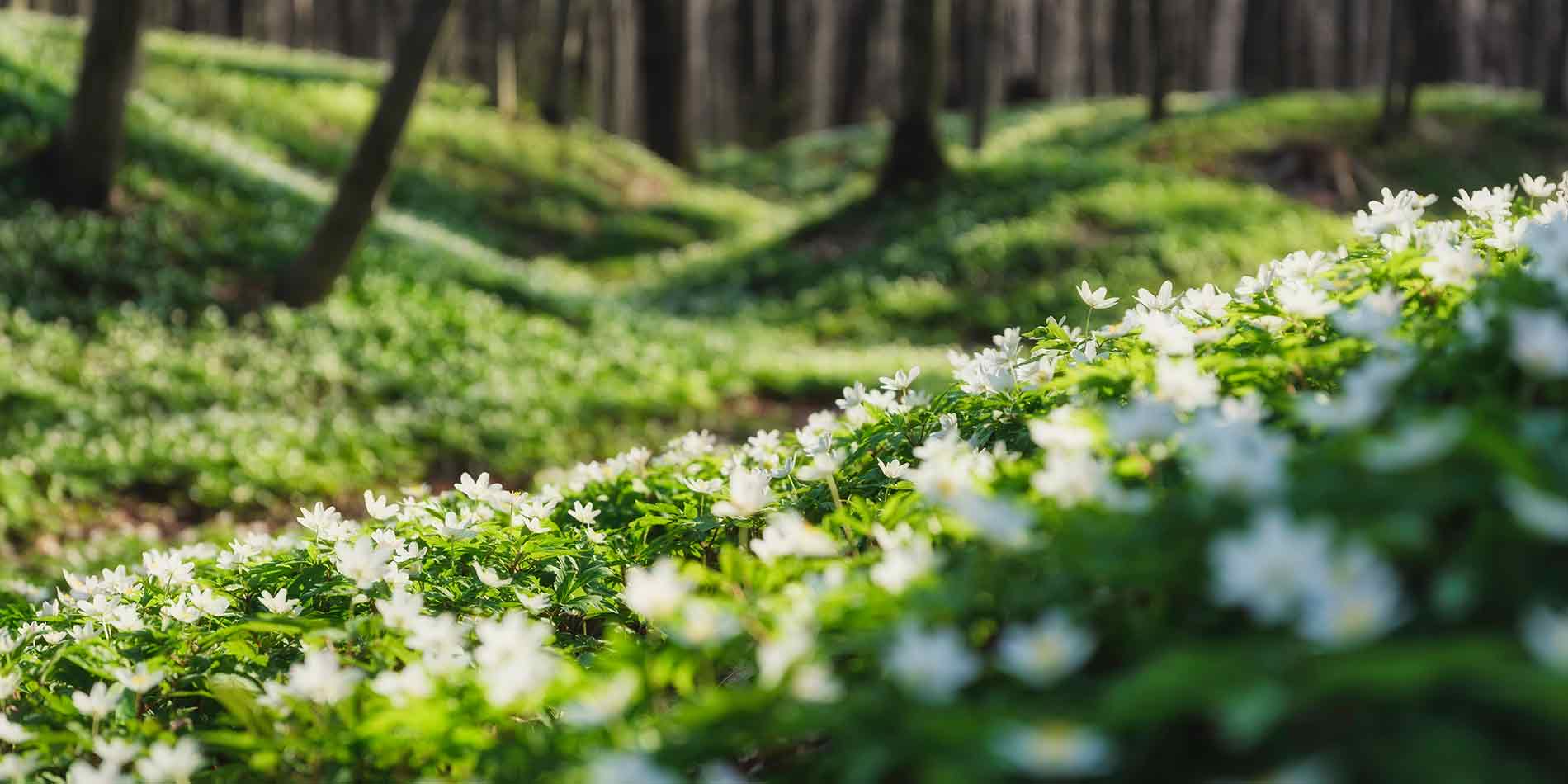 weiße Blumen auf Waldboden