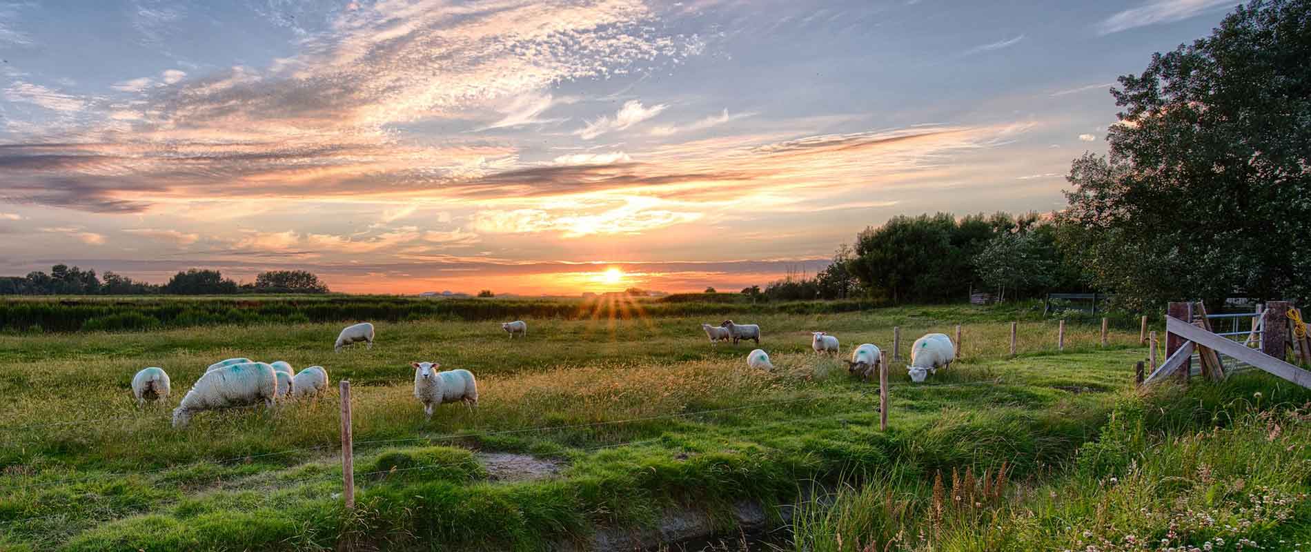 Sheep grass on a green pasture with a fence in the front as the sun sets in the background and illuminates the clouds. In the far back there are trees as well as on the right of the picture.