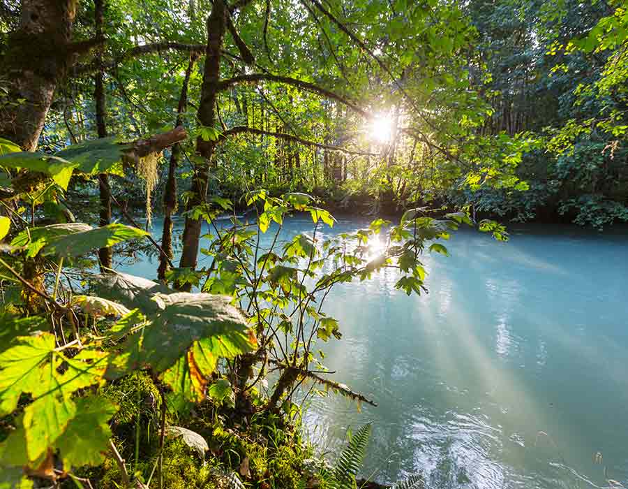 Naturaufnahme Wald Wasser 